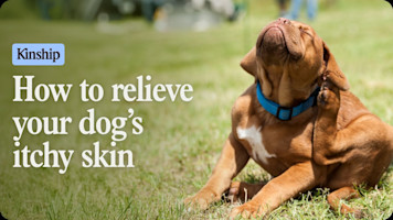 Solve Your Dog's Itchy Skin FAST!