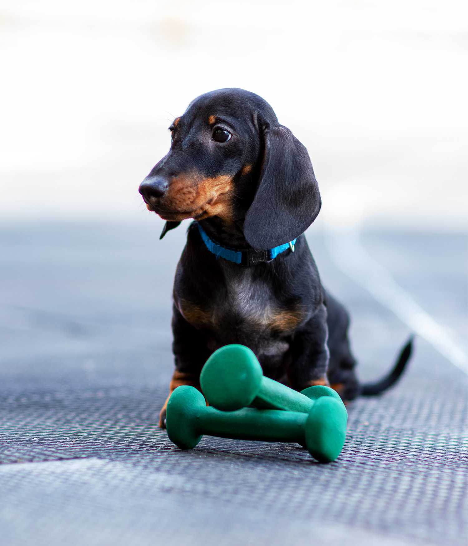 dachshund standing with weights  
