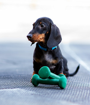 dachshund standing with weights