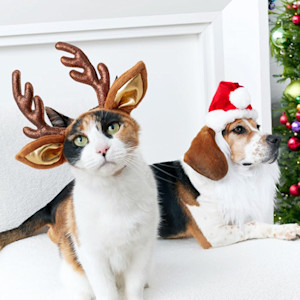 Festive cat and dog sitting at home during the holidays.