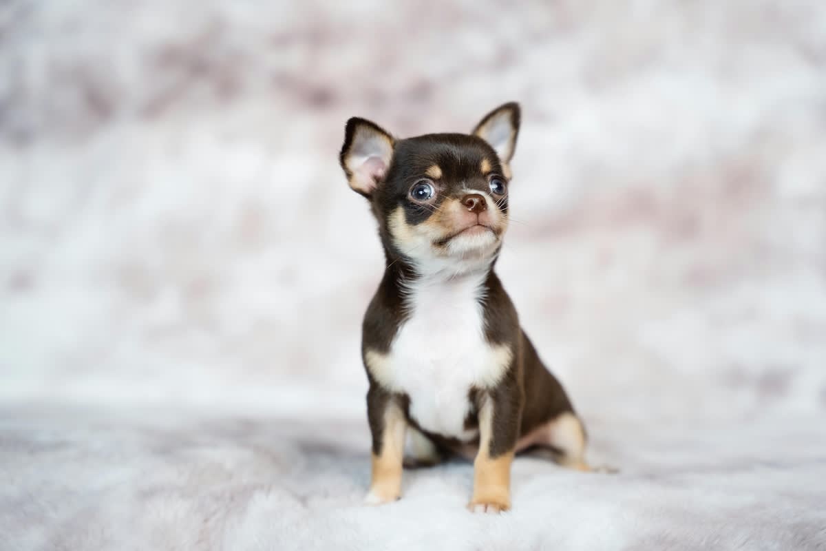 a picture of a tiny chihuahua puppy on a soft background