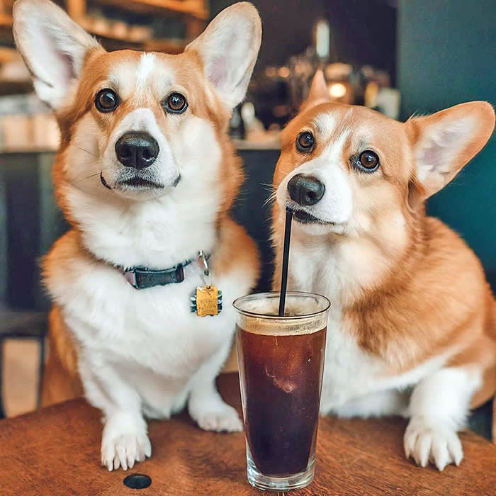 two dogs at Puppy Paws coffee
