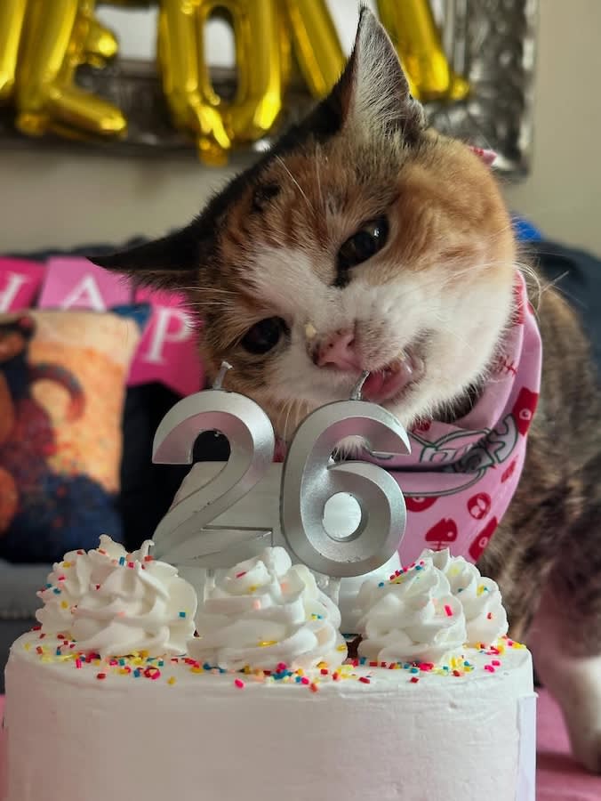 Miss Muffy cat