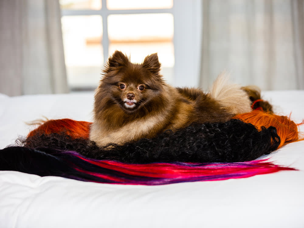 Shea Coulee's Pomeranian 