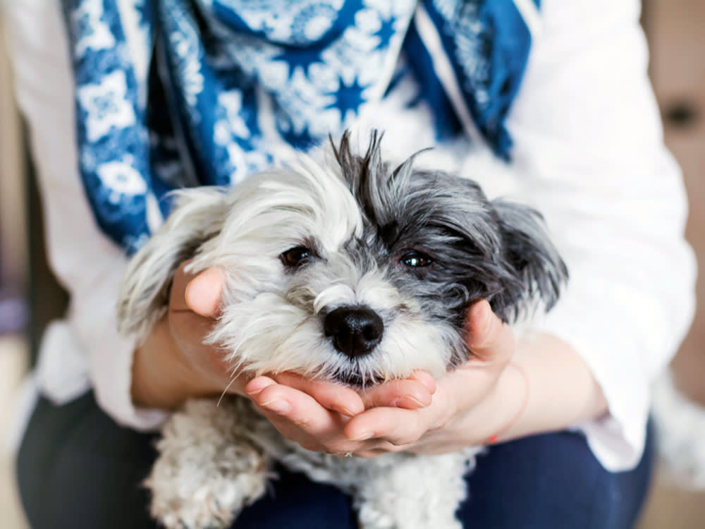 Woman holding her dog in her hands at home.