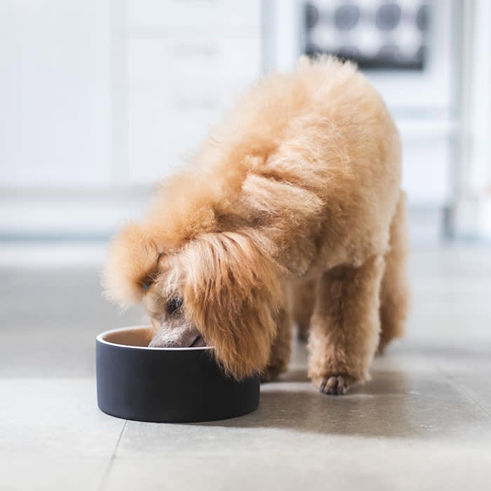 Small brown poodle drinking from black bowl