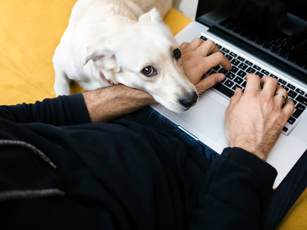 dog looking up at person on laptop