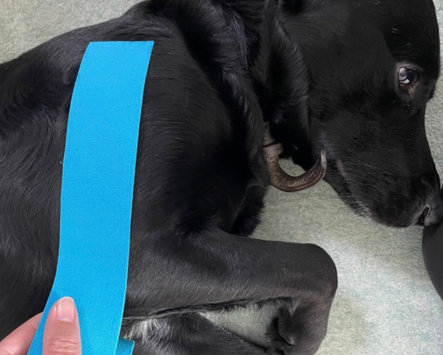 dog with k-tape