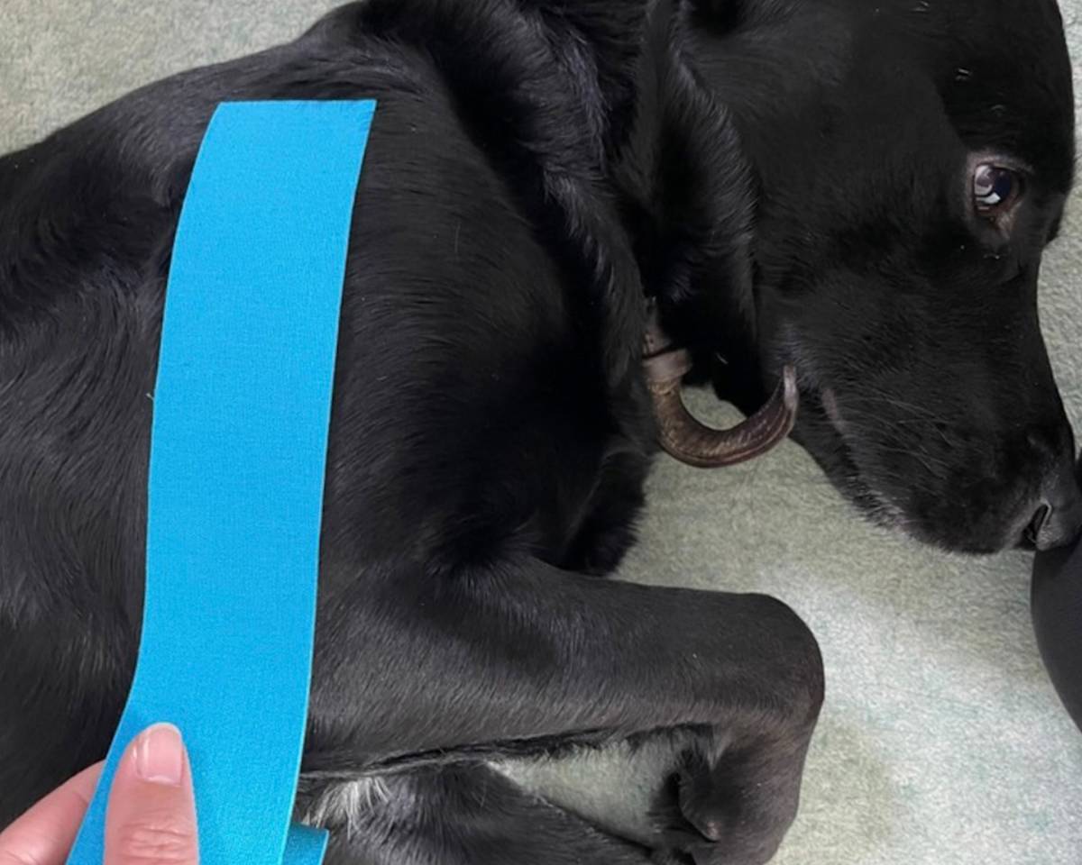 dog with k-tape
