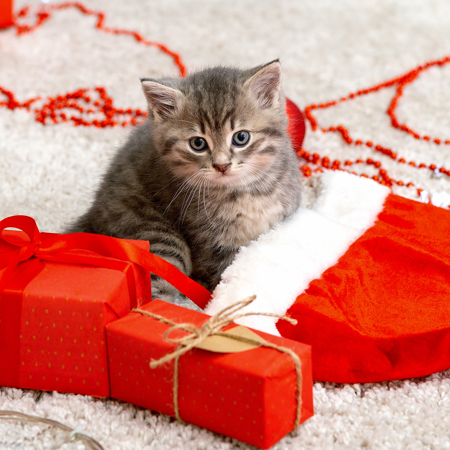 Kitten sitting on a Christmas stocking with presents around 
