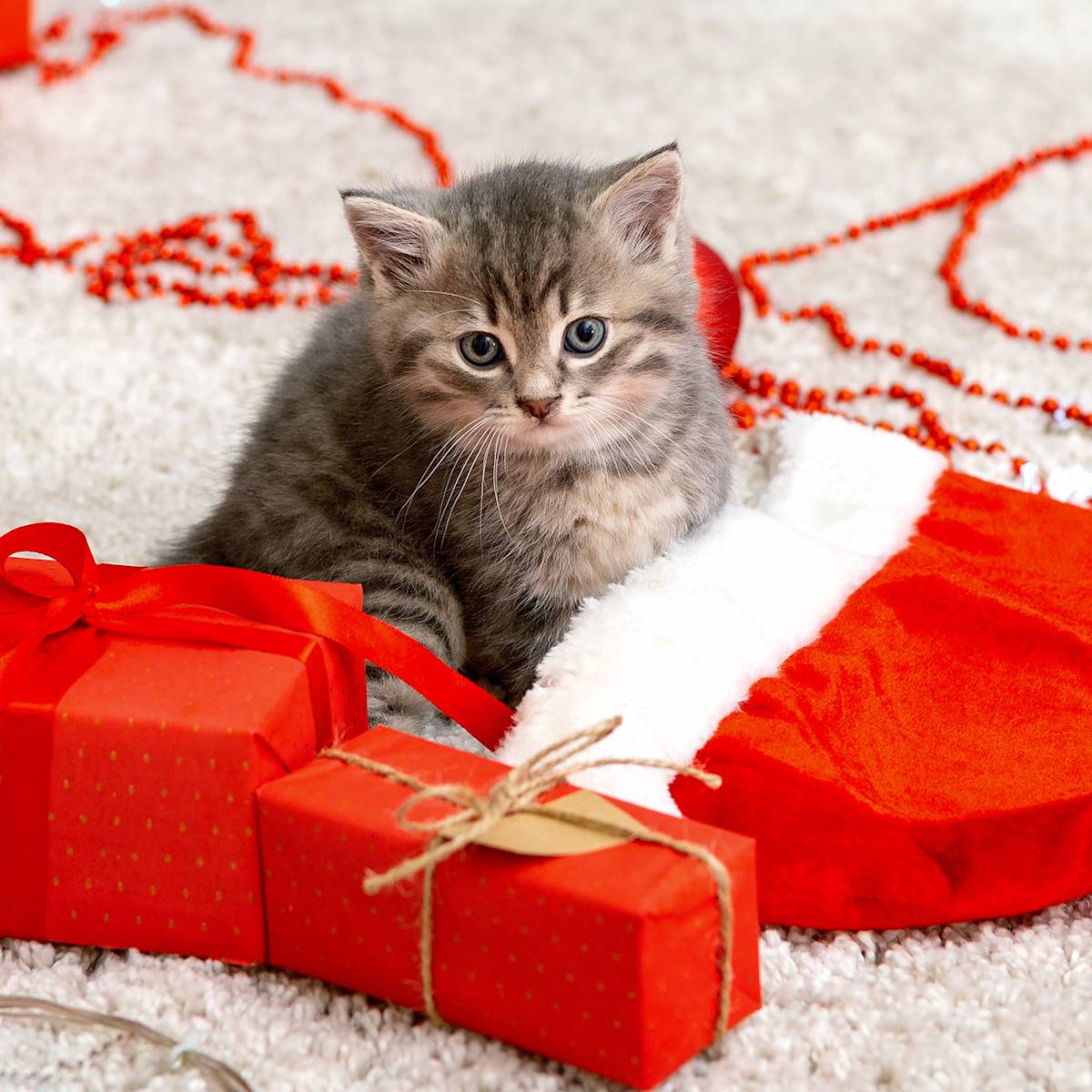 Kitten sitting on a Christmas stocking with presents around