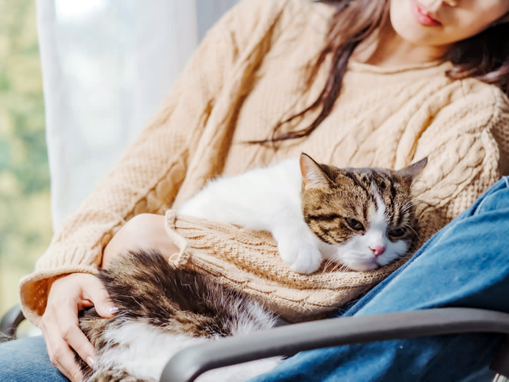 White brown black scotish cat in woman hug, is about to sleep, Asian woman holding cute cat in herarm beside the window and curtain with relaxing emotion.