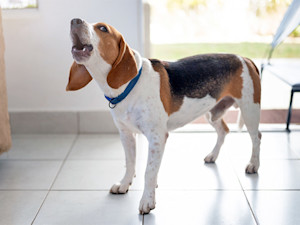 Beagle dog barking at home.