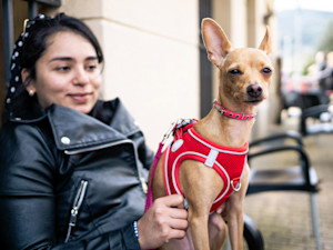 Woman Sitting at Table With Small Dog.