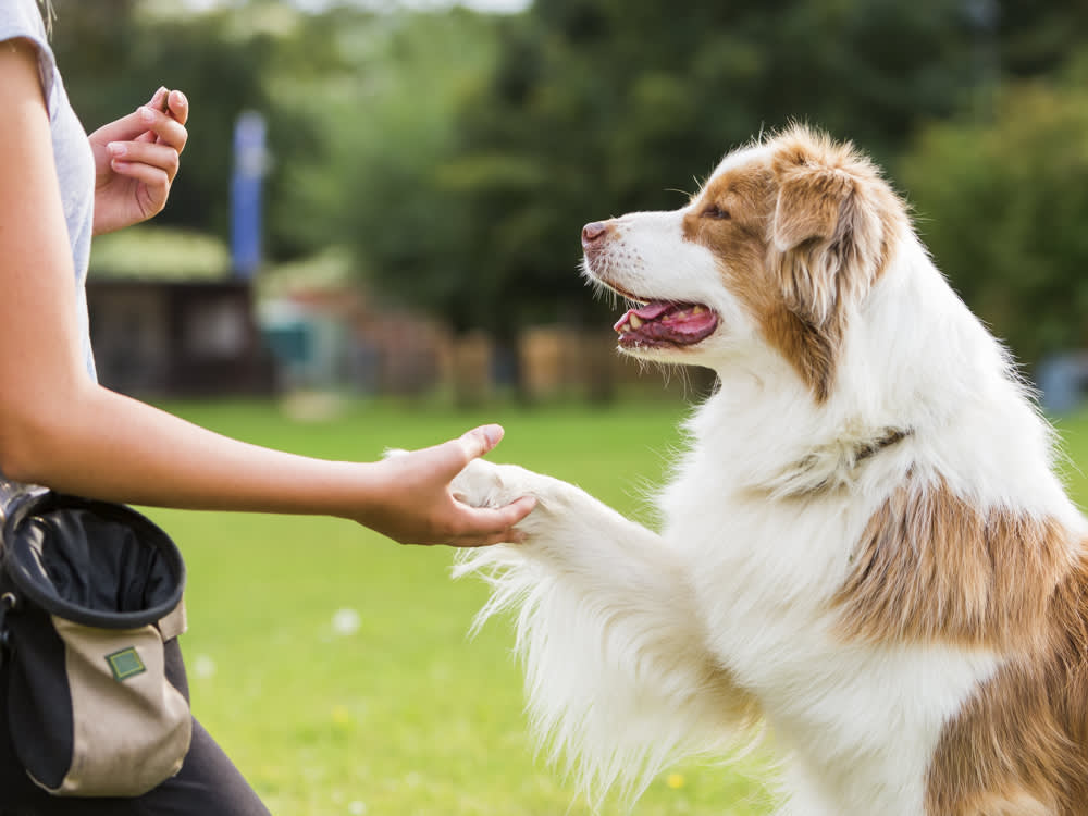A woman holding up a treat while shaking a dogs paw. 