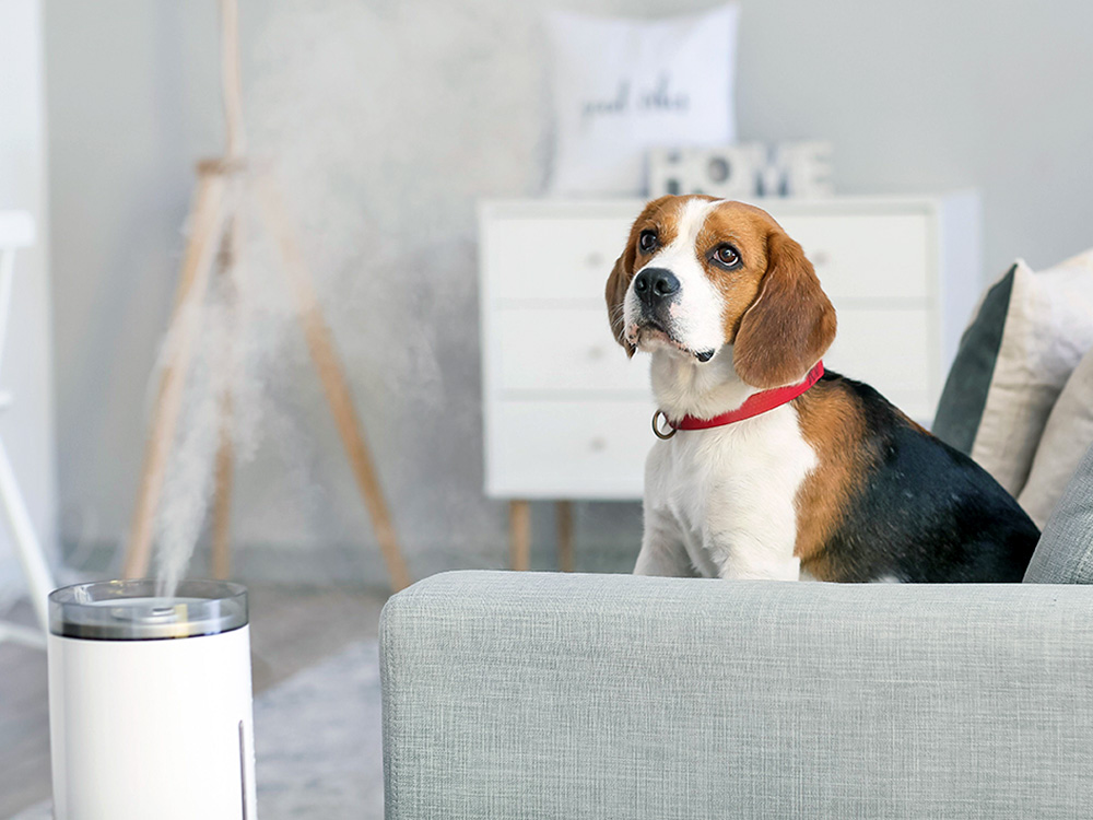 Dog sitting on the couch at home.