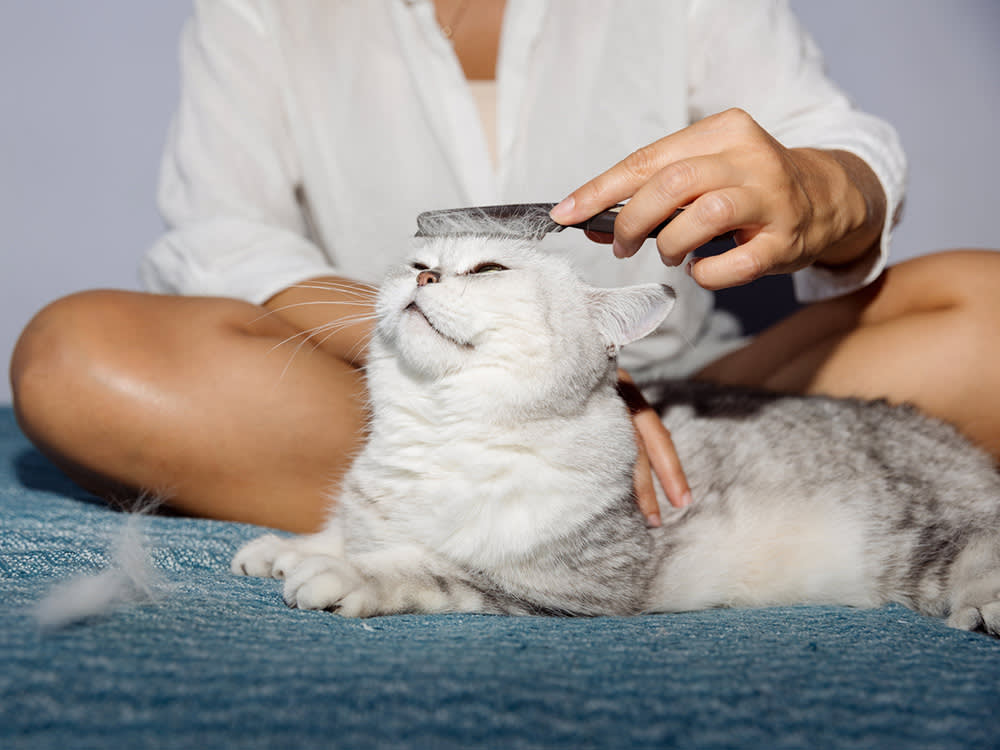 A woman brushes a cat's hair. 