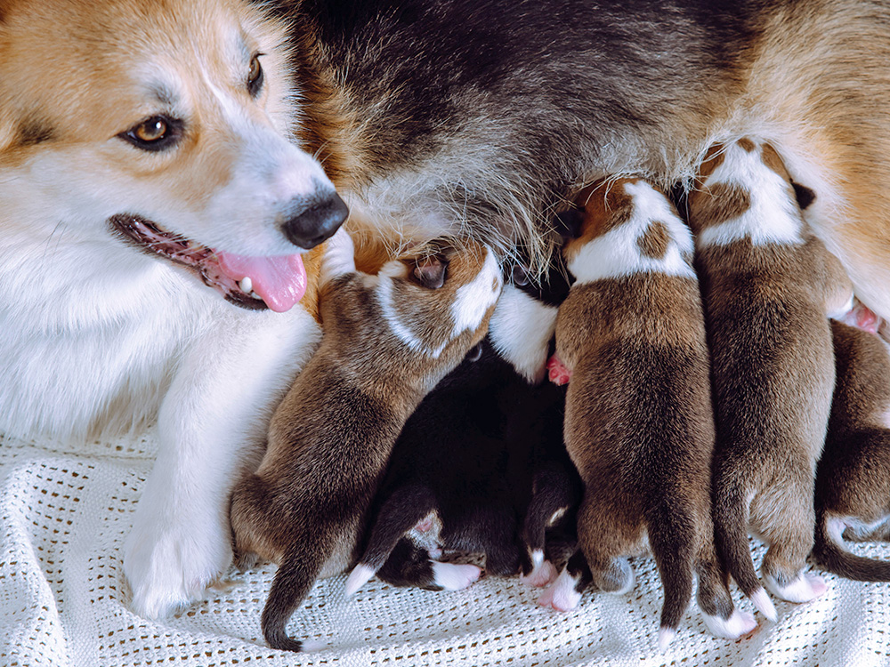 Corgi mother and her litter of puppies at home.