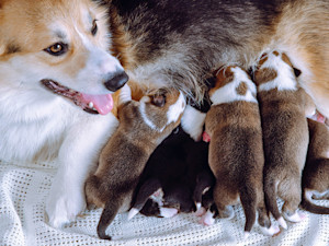 Corgi mother and her litter of puppies at home.