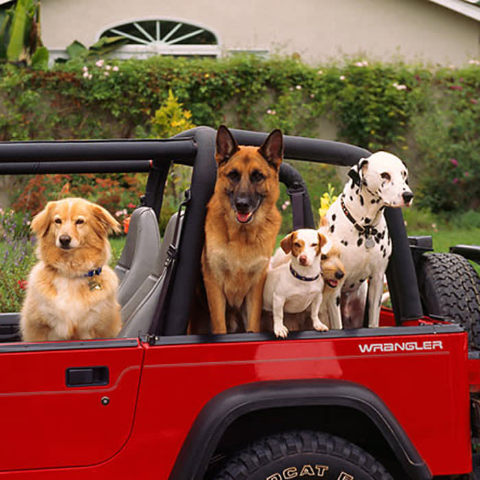 Jeep Wrangler with five dogs inside