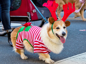 Cute Corgi dog dressed up in a costume outside.