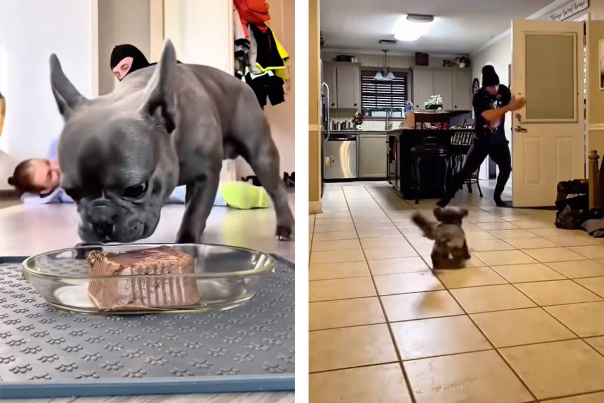 dogs eat their food while their human parents pretend to get kidnapped