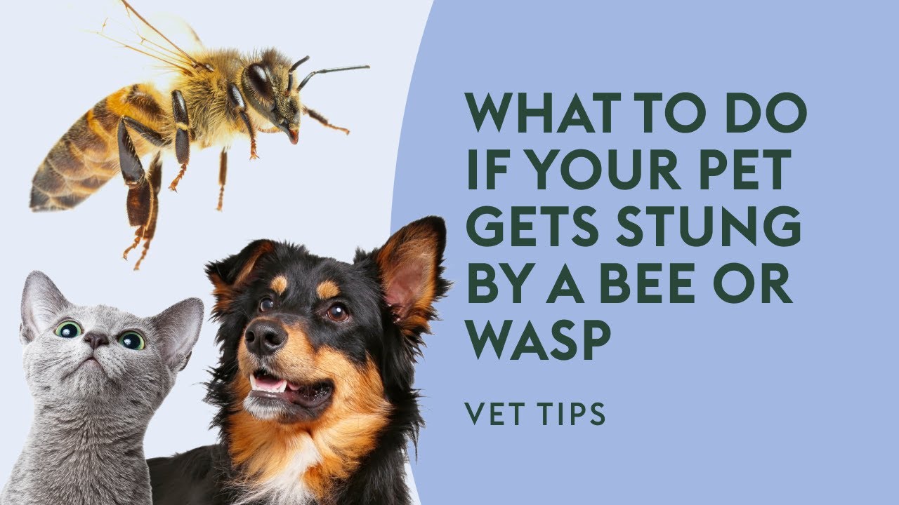 What to do if Your Pet Gets Stung by a Bee or Wasp · Vet Tips