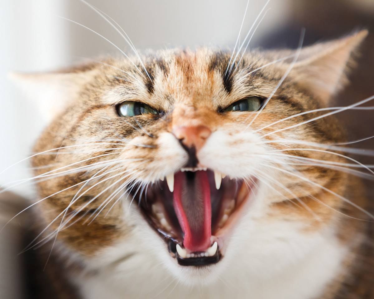Aggressive domestic cat sitting on a window sill