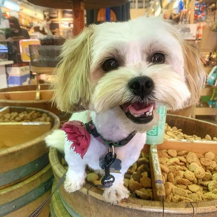 a small white dog sitting on a barrel 