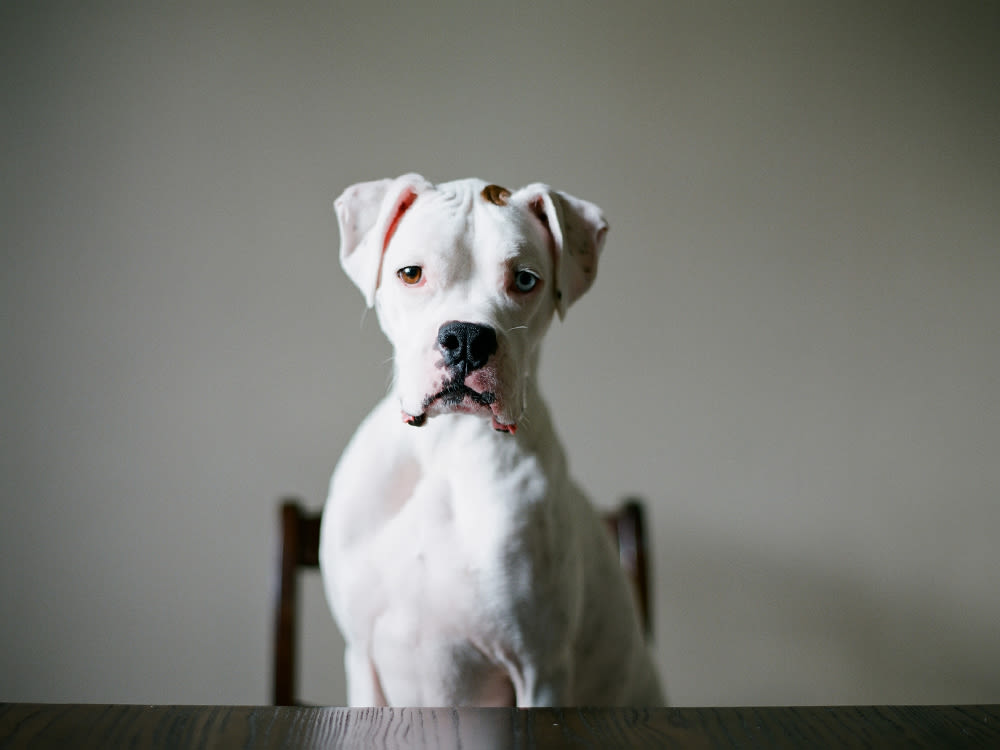 Sad looking white boxer sitting on a chair at a wooden table