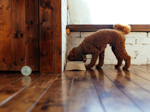 puppy eating from dog bowl