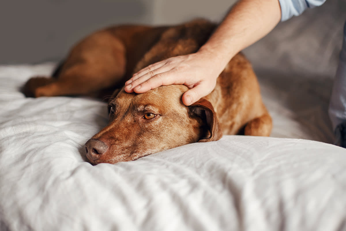 sleepy dog on a bed