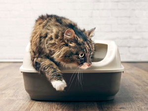 Maine coon cat using the litter box.