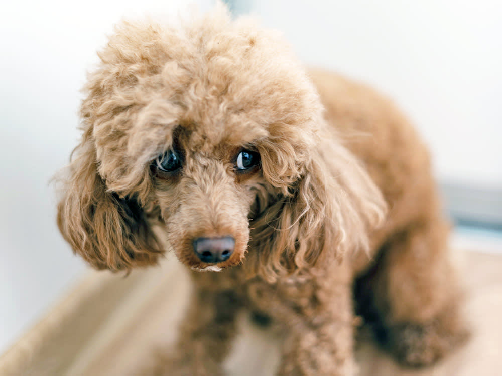 Scared brown poodle dog sitting at home.