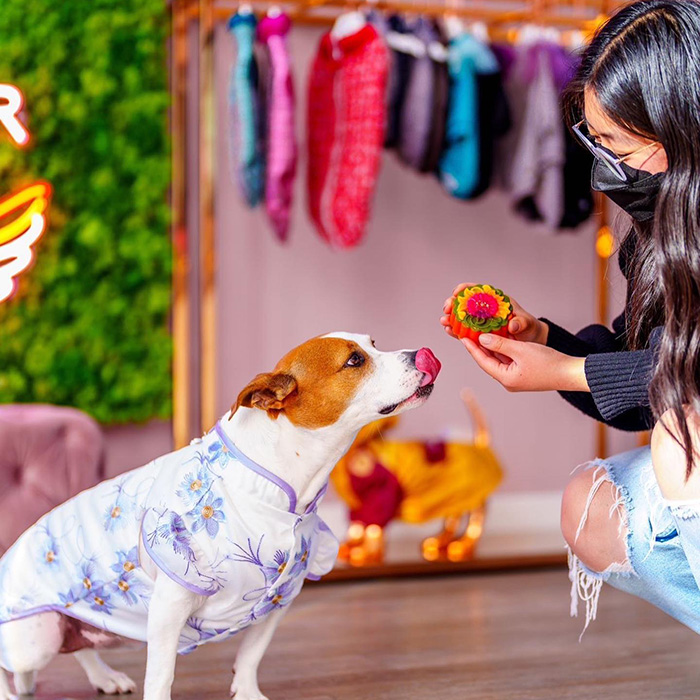 a dog stretching toward a Mishka Gourmet treat