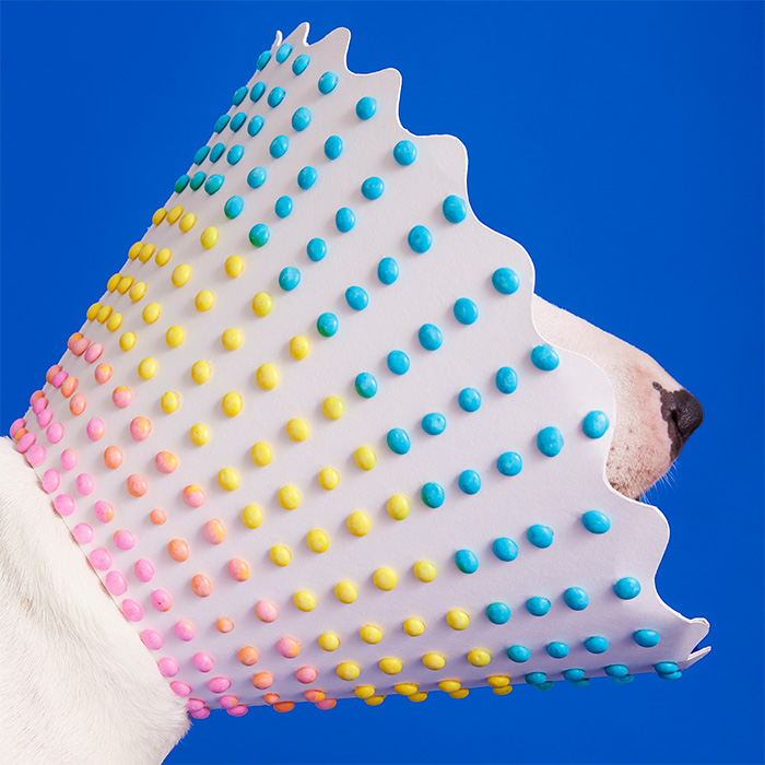a dog wearing a colorful Cone of Shame by Winnie Au