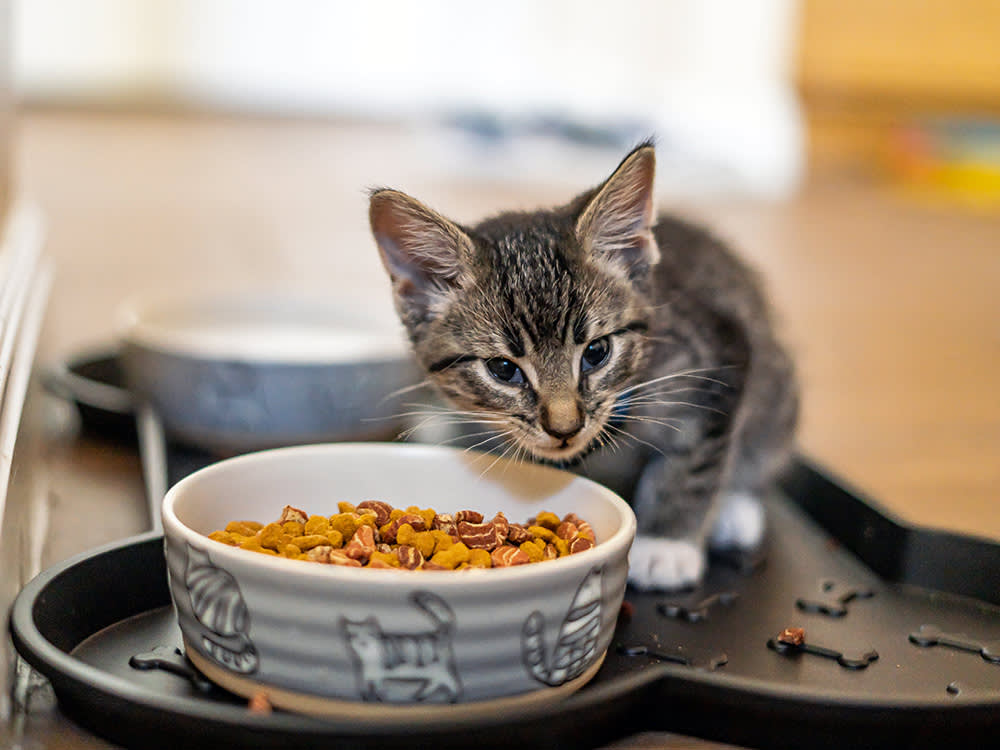 Kitten eating dry food from a bowl.