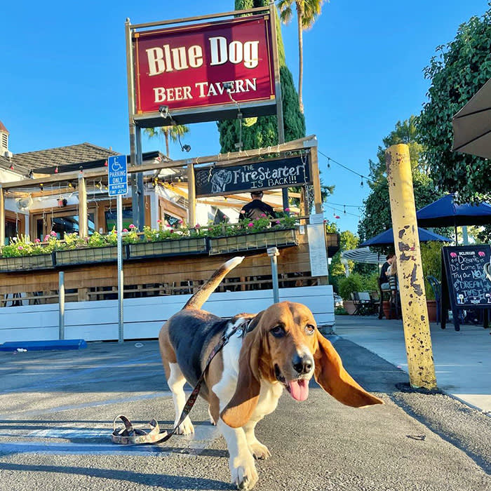 A Basset Hound poses in front of Blue Dog Beer Tavern