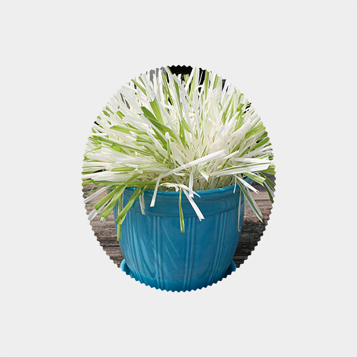 Burpee Variegated Cat Grass Seeds