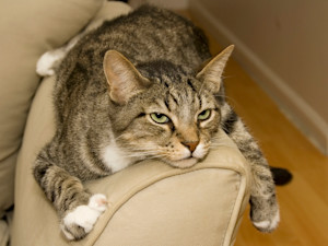 Cat lying on couch