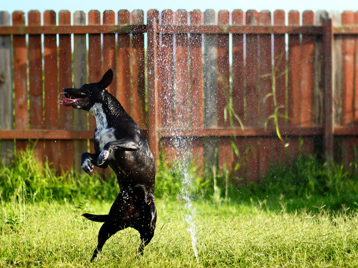 Dog-friendly backyard, dog playing in the sprinkler