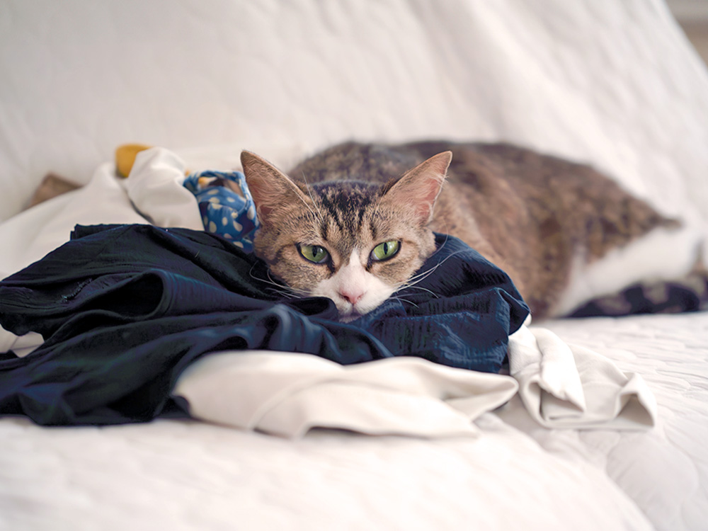 Cat sleeping in clothes on the bed at home.