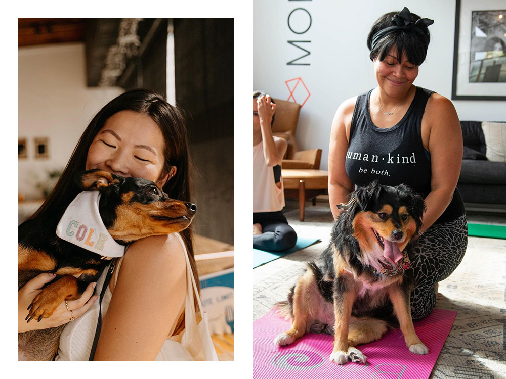 someone holds a small dog; another person pets a large dog 