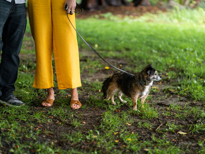 Woman in yellow wide leg pants standing next to a man with jeans holding the leash of their small adult dog in a grassy area