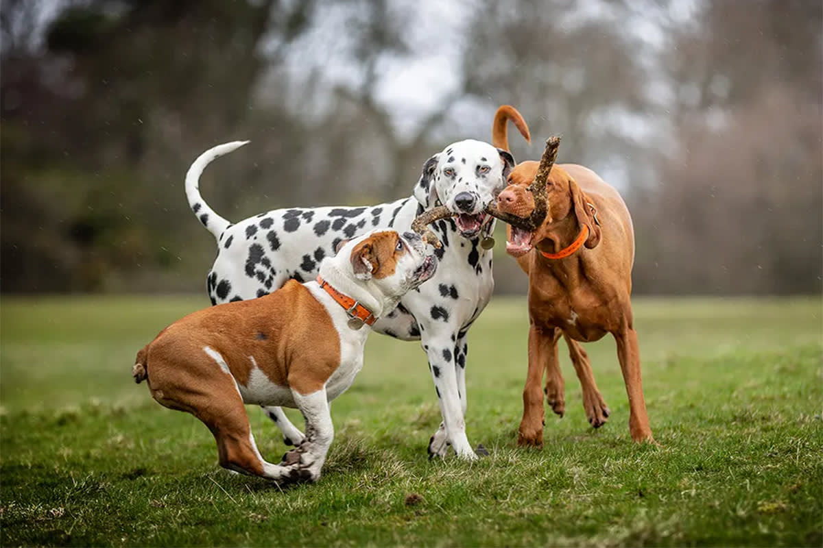 Dogs fighting over a stick while playing
