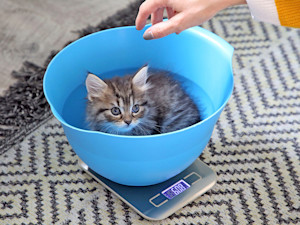 Kitten on a scale