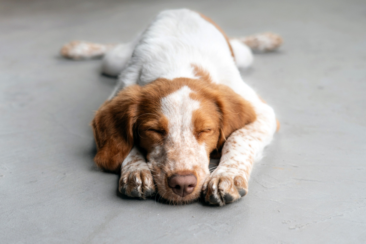 Dog asleep in a sploot