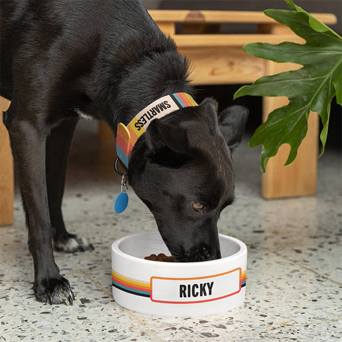 a black dog wearing a rainbow SmartLess collar eats from a rainbow SmartLess bowl 