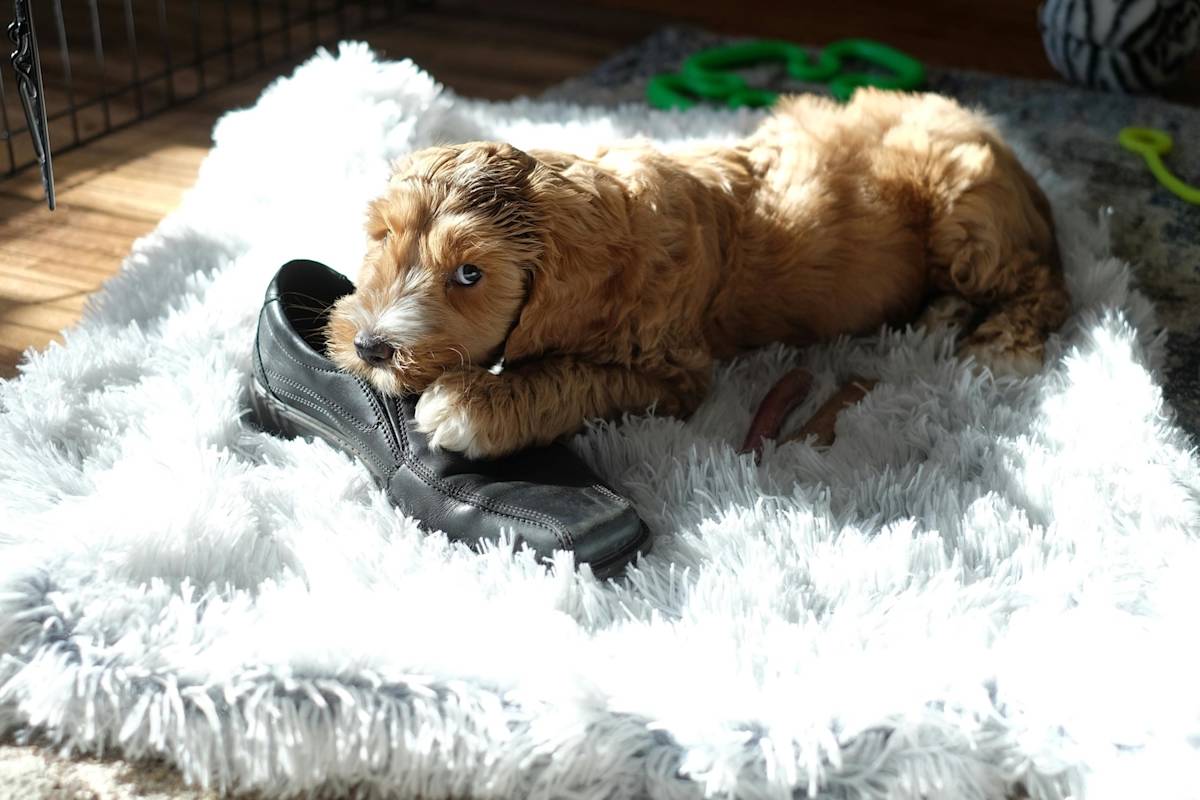 a picture of a fluffy brown dog chewing a black shoe and looking guilty