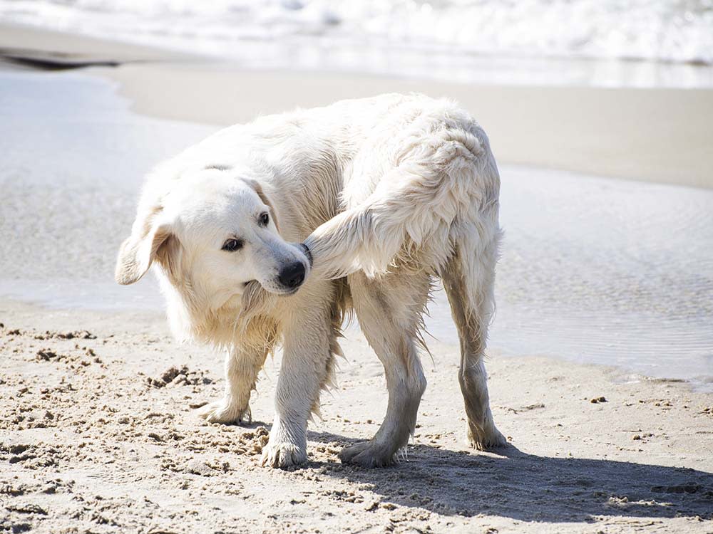 Dog biting his tail on a summer Baltic seashore.